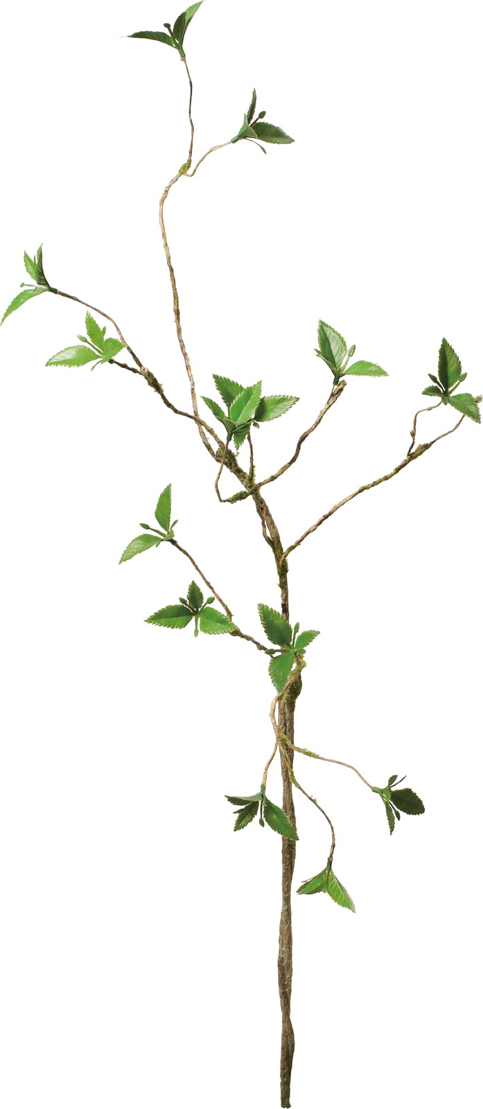 ӽ�޳��������