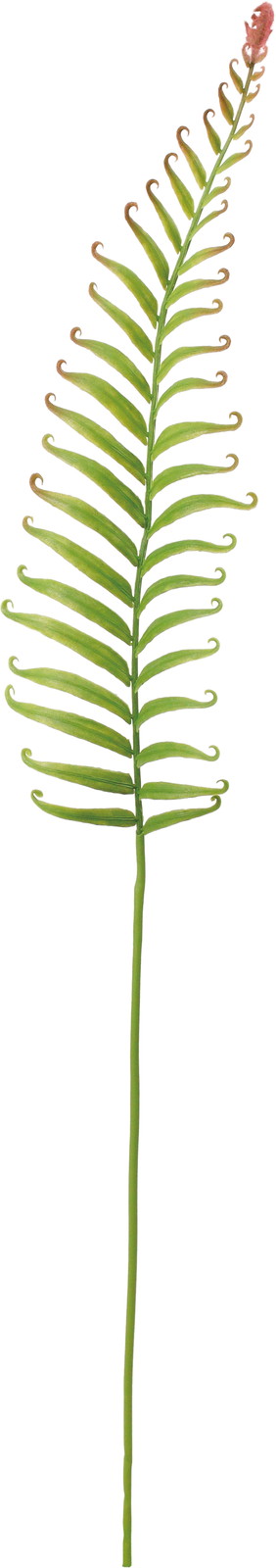 ��ذ̧��ذ�