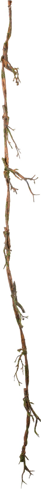 ラフロングブランチ