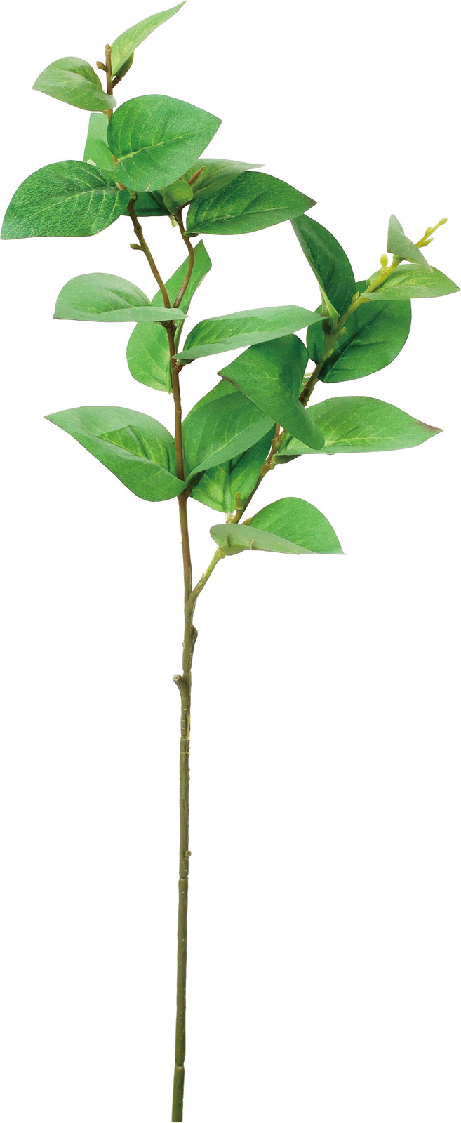 ������ذ