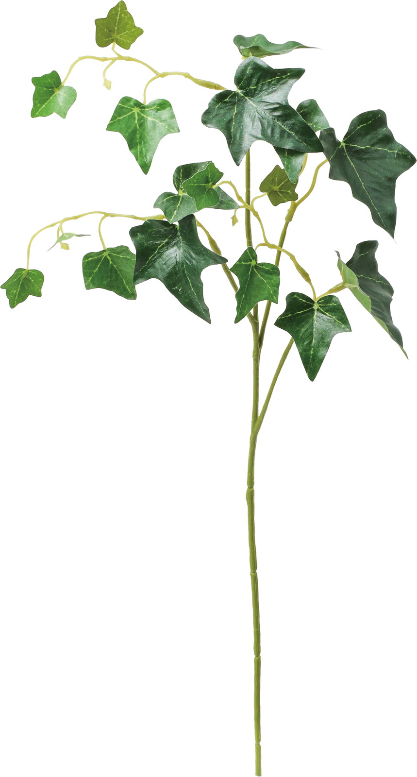 ���ް���ڰ