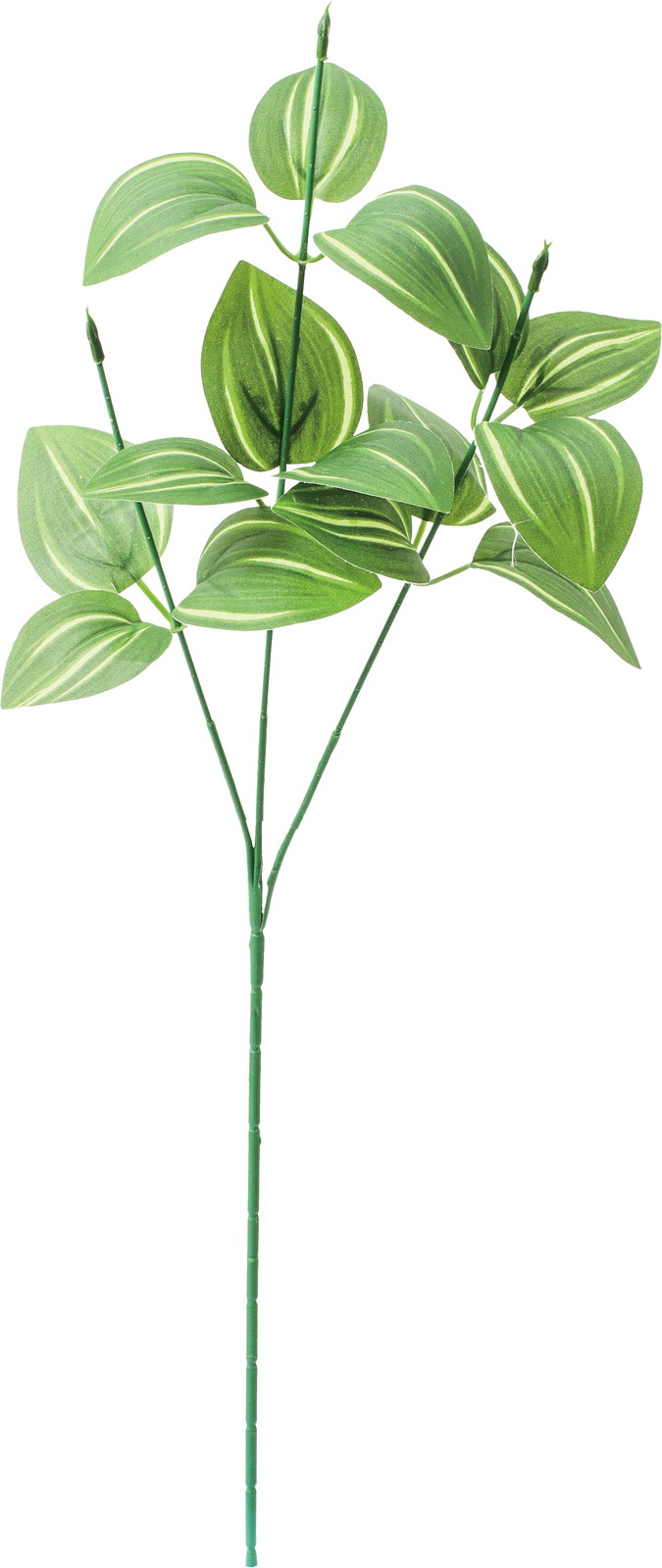 トラディスカンディア