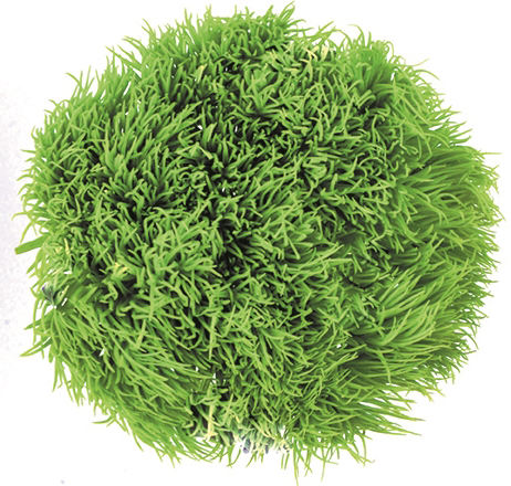 �O���[���{�[�� �A�b�v���O���[��