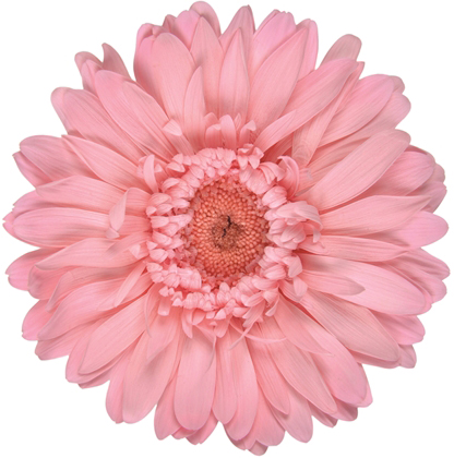 �v���~�A���K�[�x�� �x�C�r�[�s���N