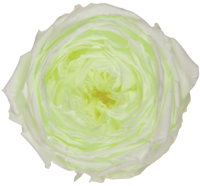 �K�[�f�����[�Y �L���T���� �\���e�B���C��