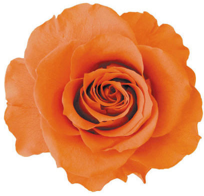 プレタポルテ スタンダードローズ タンジェリンオレンジ