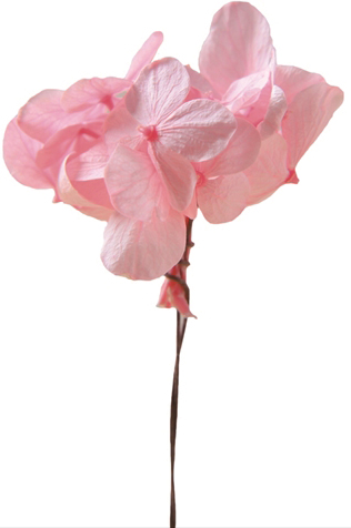 �������� ���޽��޻� �޲�ް��ݸ