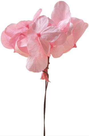 アンデスアジサイW SPベイビーピンク