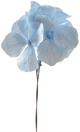 アンデスアジサイW SPパウダーブルー