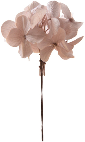 アンデスアジサイW SPヘーゼルナッツ