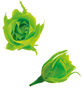 マイクロローズ 5Pスプラッシュグリーン