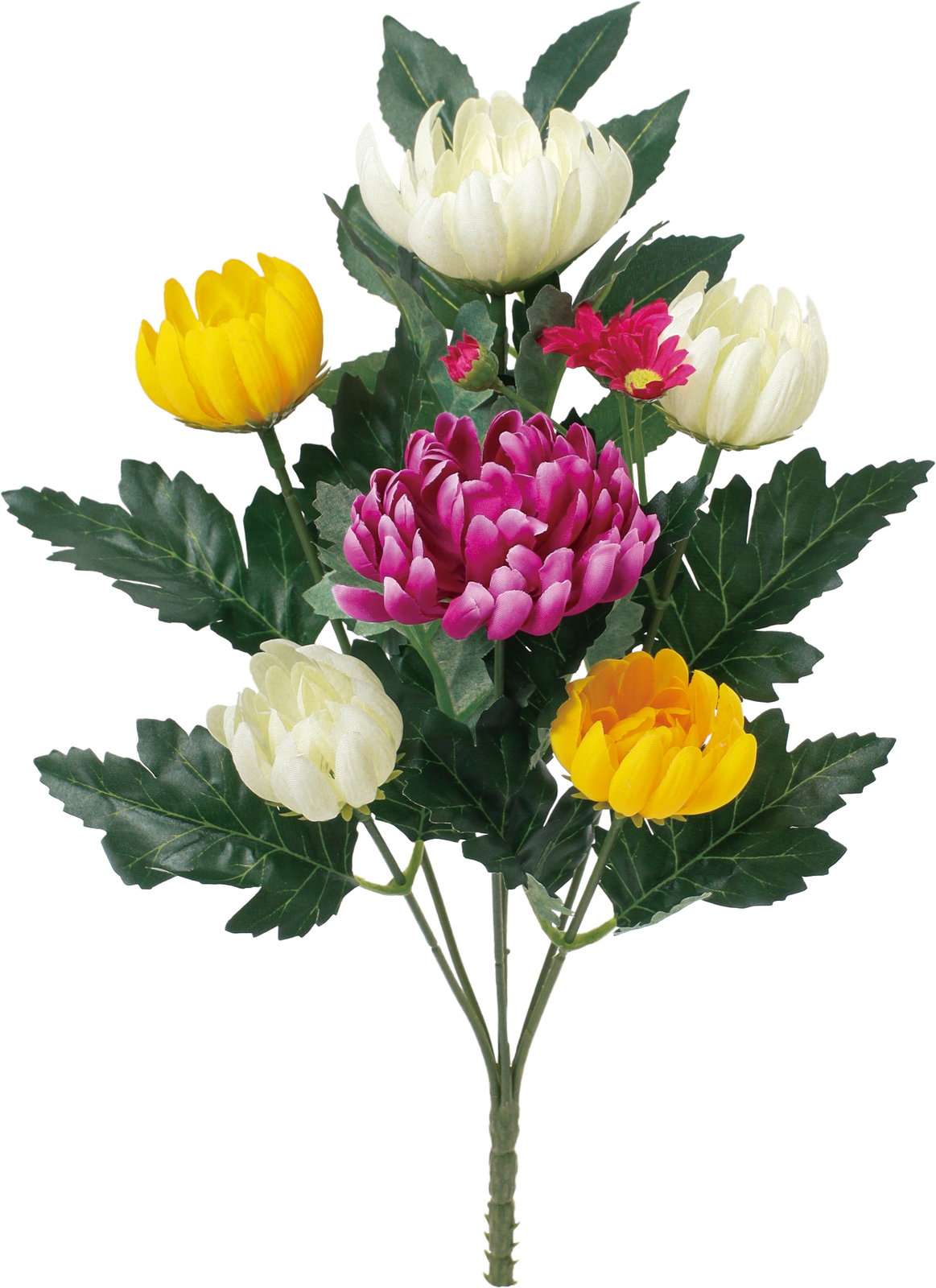 ヤマトブッカブッシュM