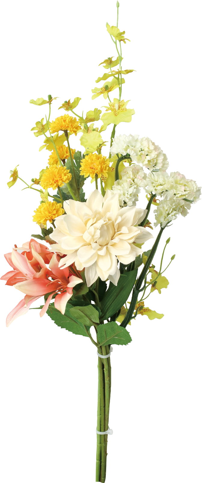 ダリアクミバナY