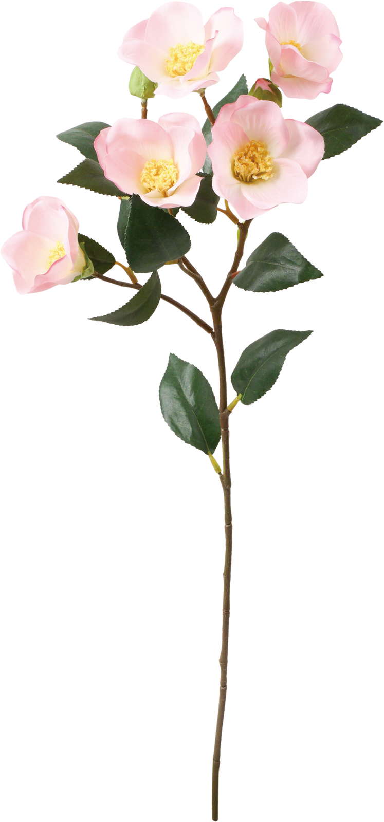 ツバキスプレー