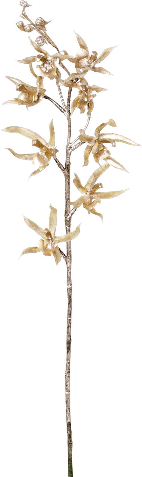 元上代¥680 ブリリアントオーキッド