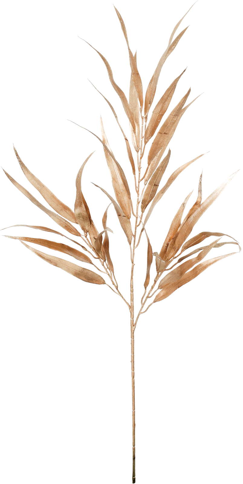 元上代¥1300 ブラッシュホソバユーカリブランチ