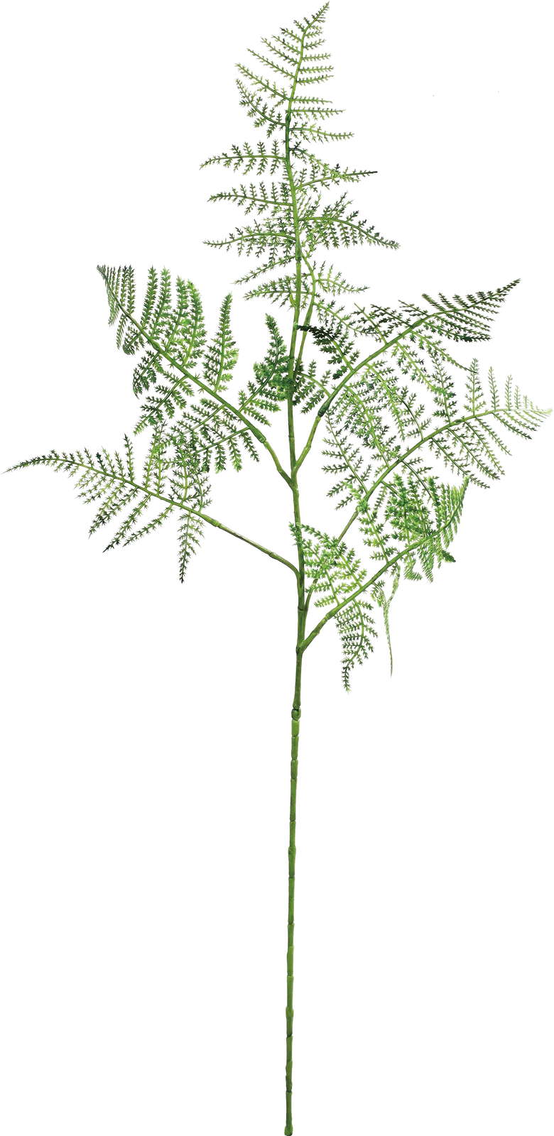 元上代¥580 ブラッシュシダースプレー