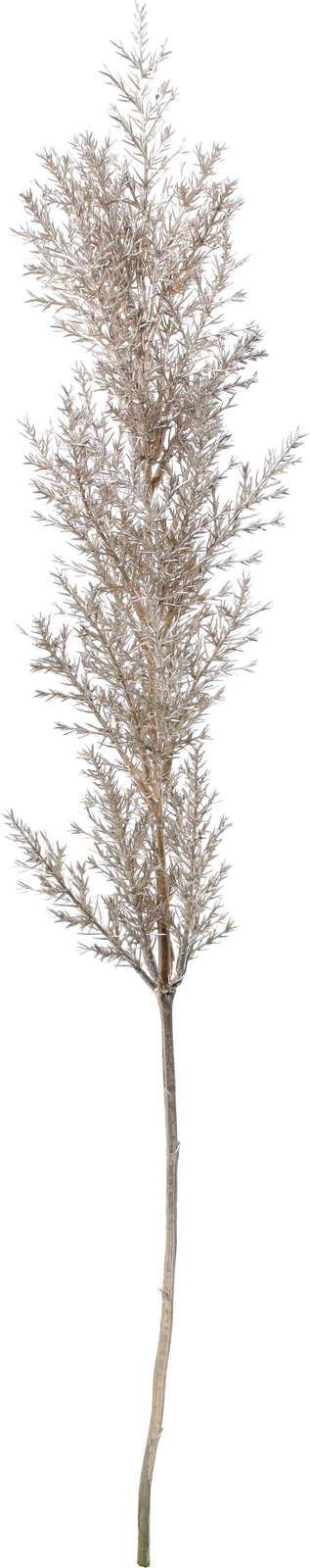 元上代¥980 ブラッシュジュニパー