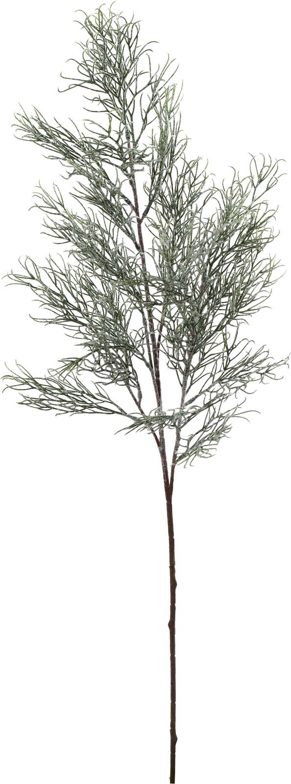 元上代¥1300 フロスティーリーフブランチ