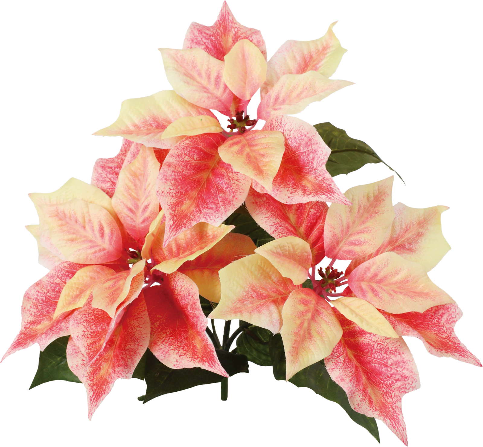 元上代¥1500 マーブルポインセチアブッシュ