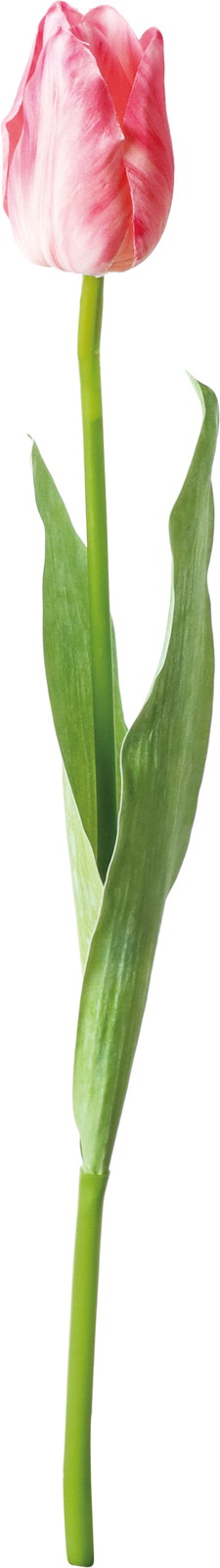 イリーナチューリップ