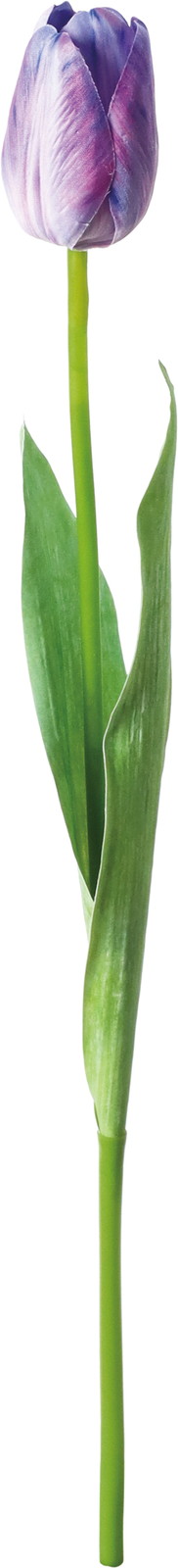 イリーナチューリップ