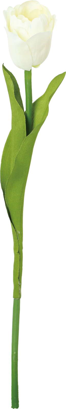 シングルチューリップ