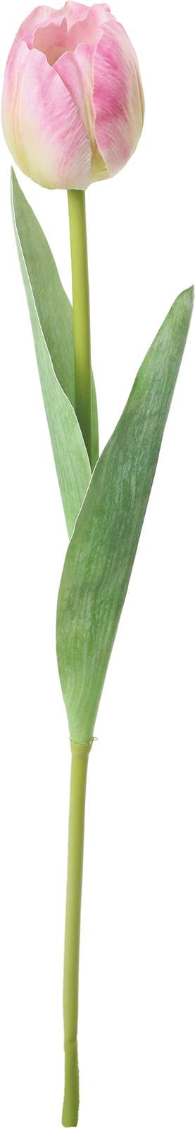 ルースチューリップ