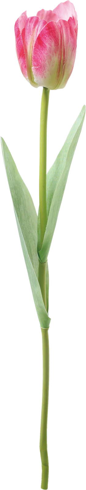 ルースチューリップ