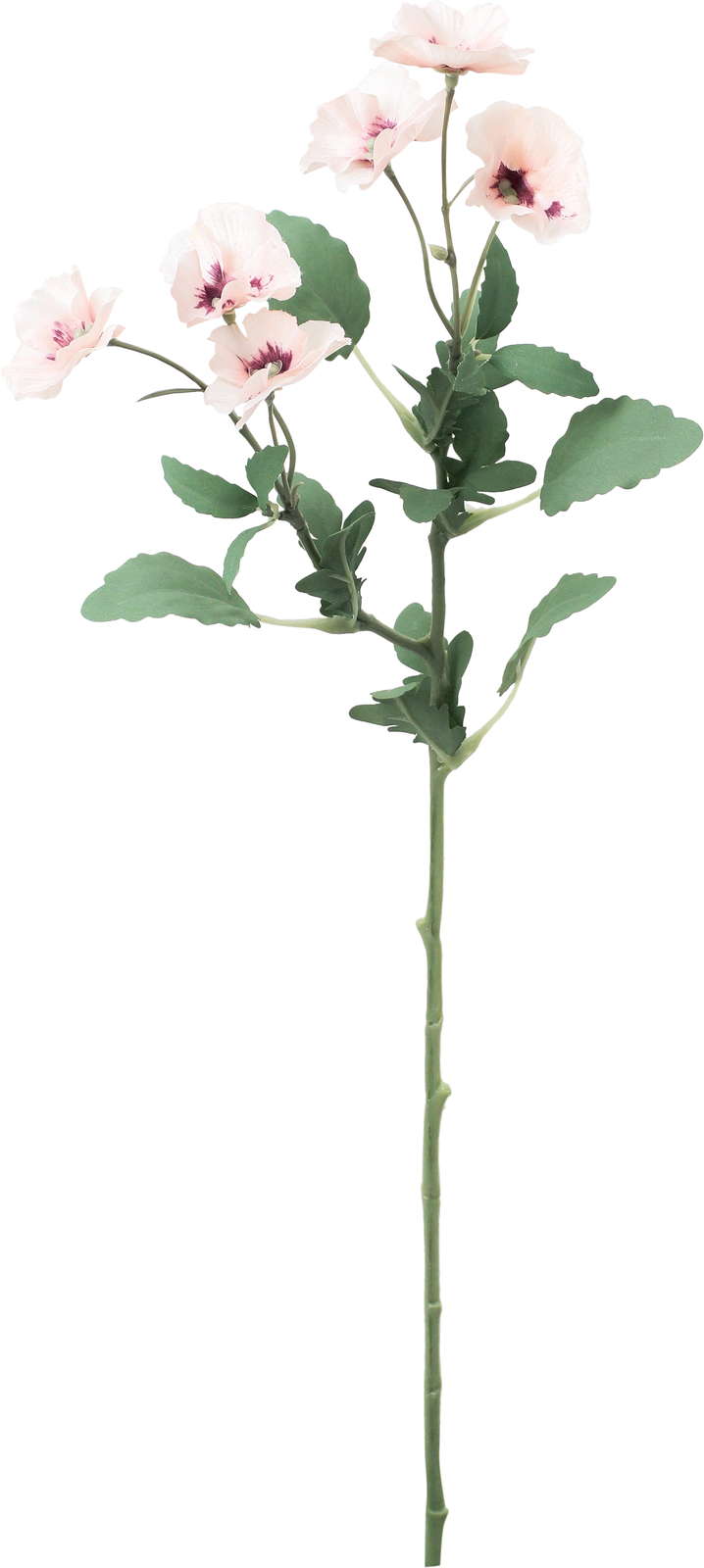 エレナパンジースプレー