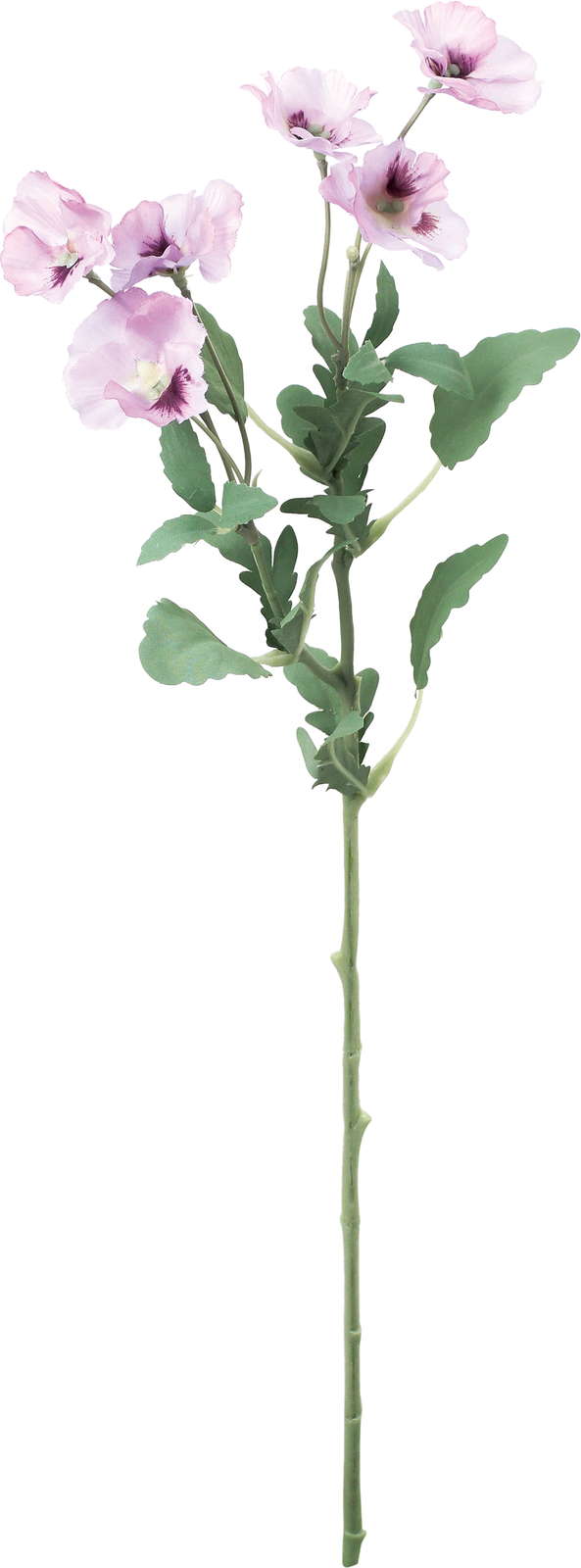 エレナパンジースプレー