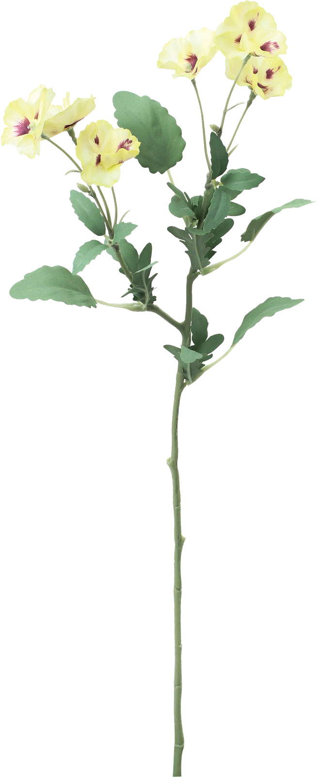 エレナパンジースプレー