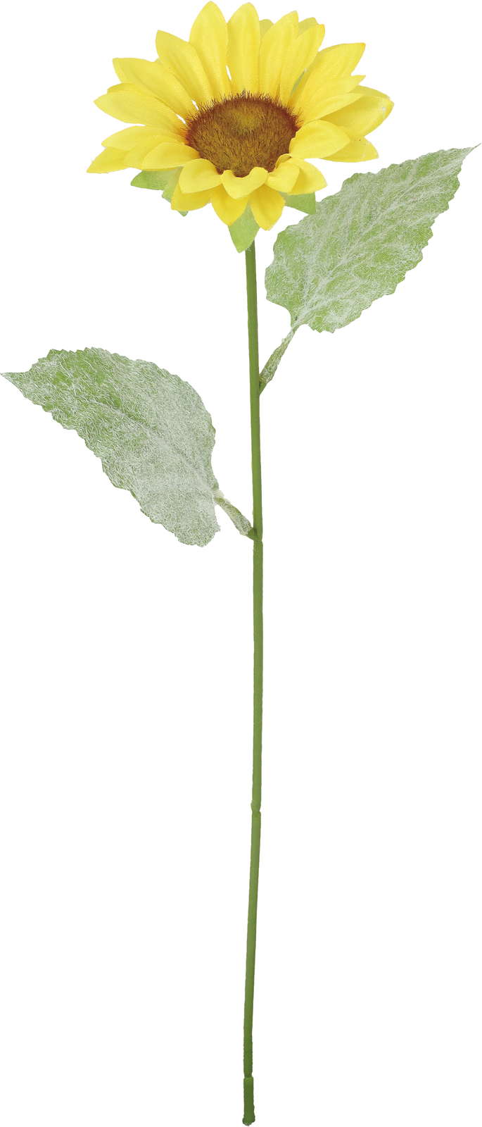 フレッシュサテンヒマワリ