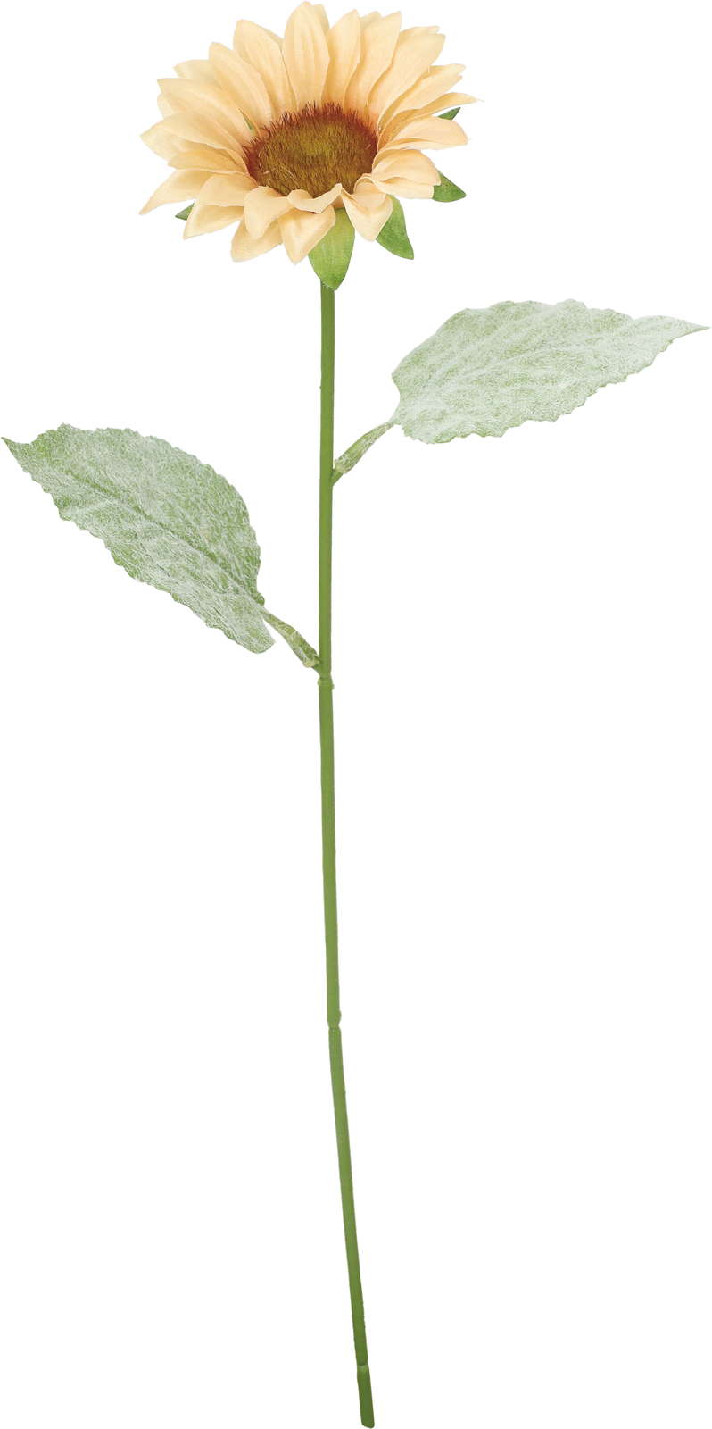 ニュアンスサテンヒマワリ