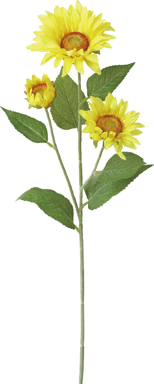 プロカットサンフラワースプレー