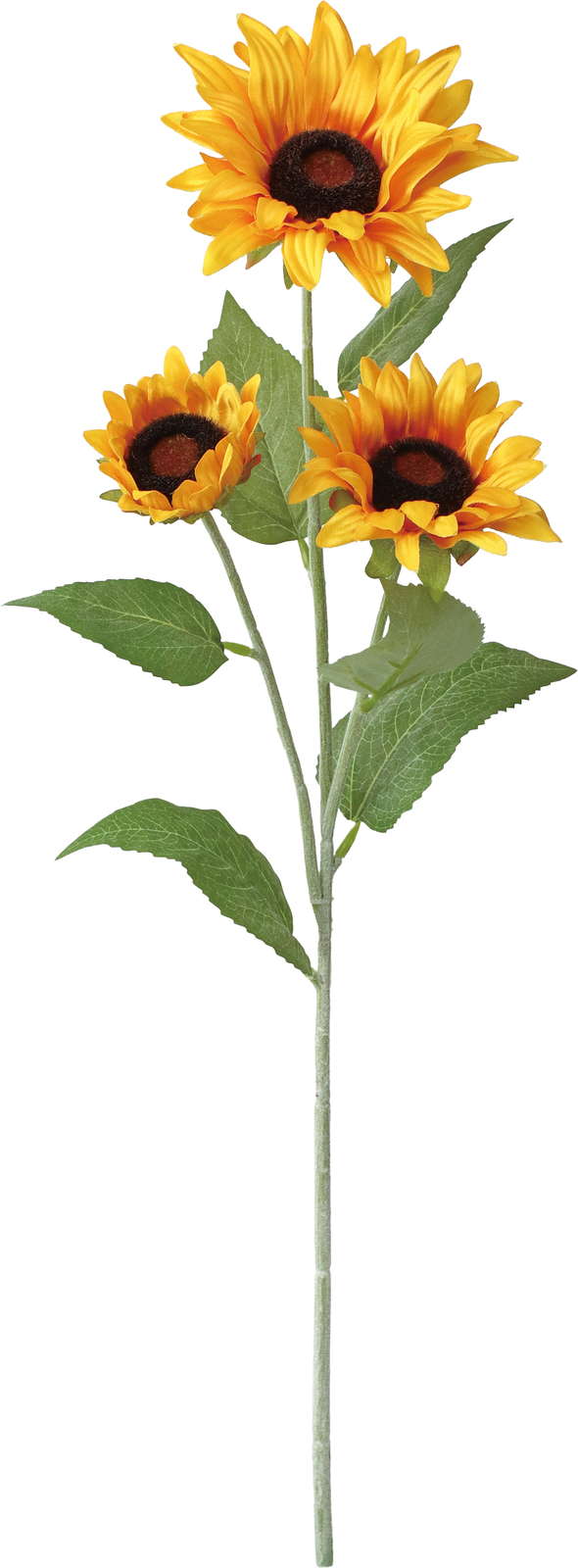 プロカットサンフラワースプレー