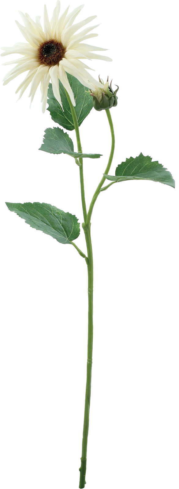 エンリッチサンフラワー