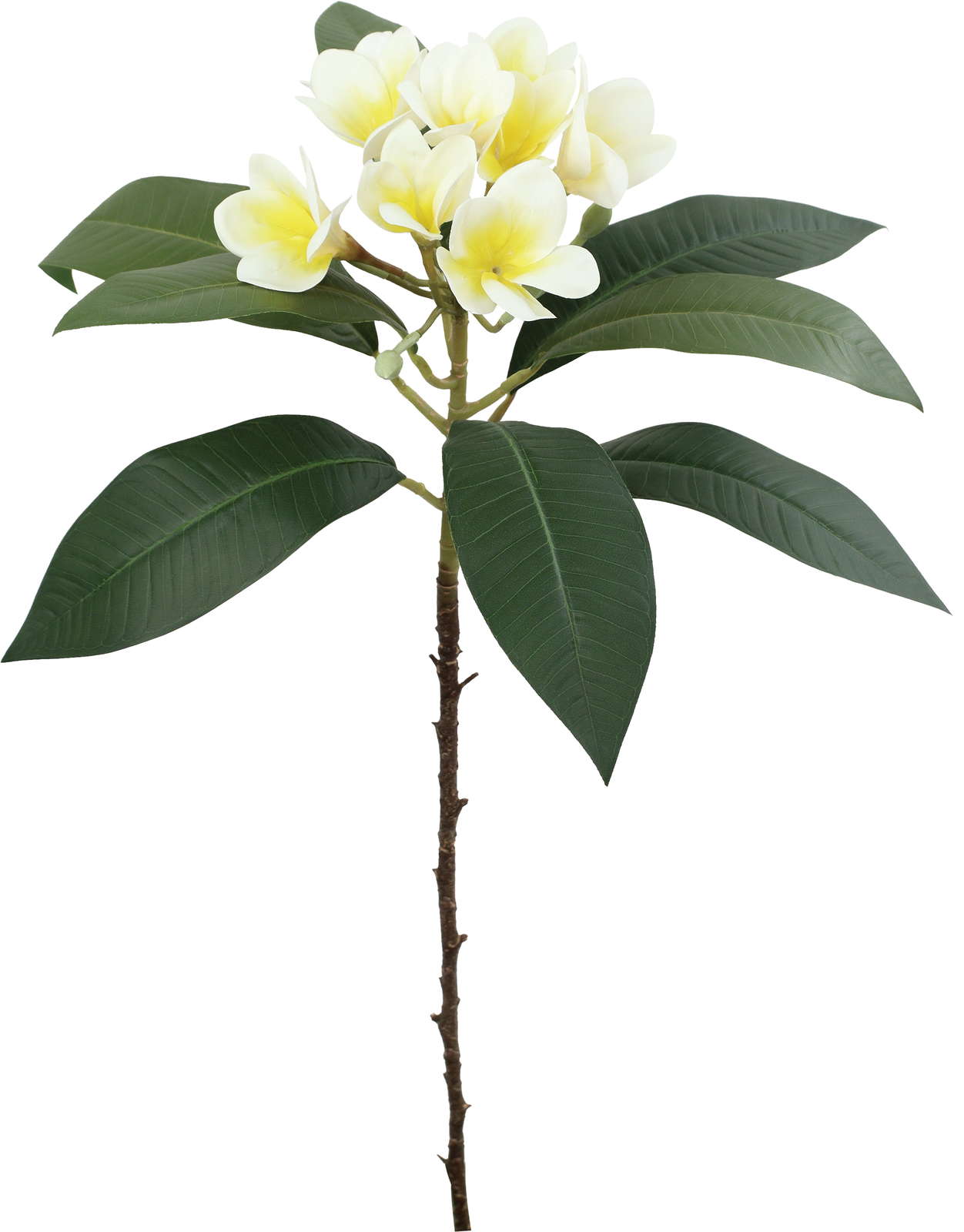 フレッシュカットプルメリア