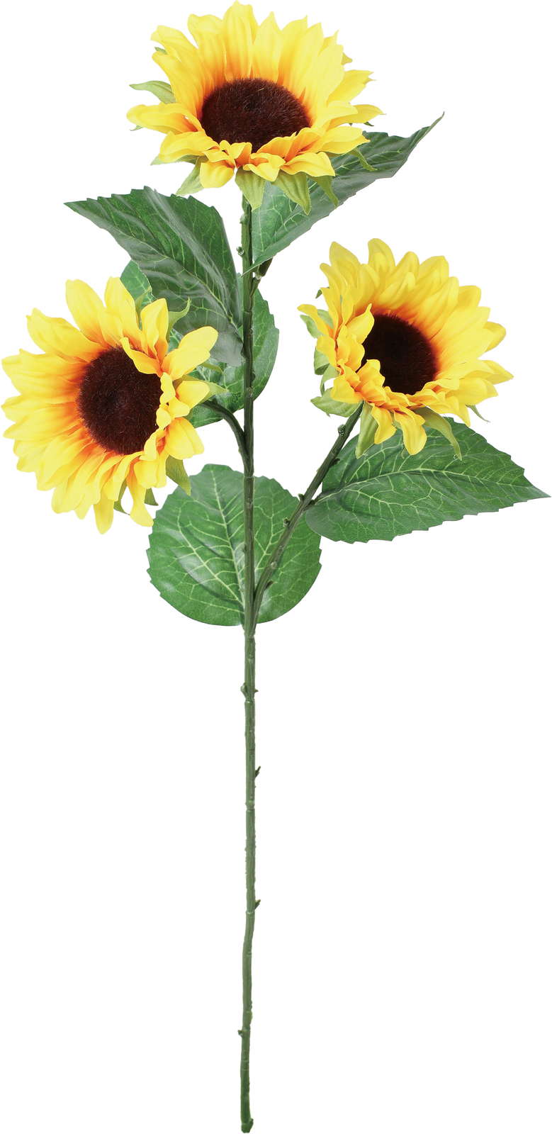 ソニアサンフラワースプレー