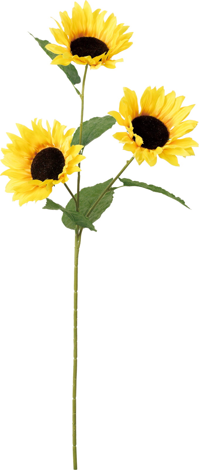 ヒマワリスプレー