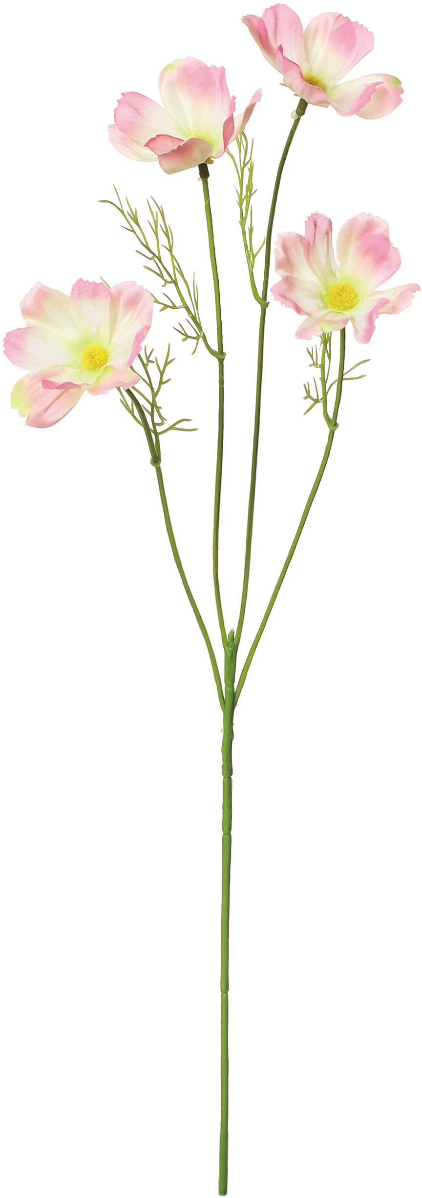 オーガンジーコスモス