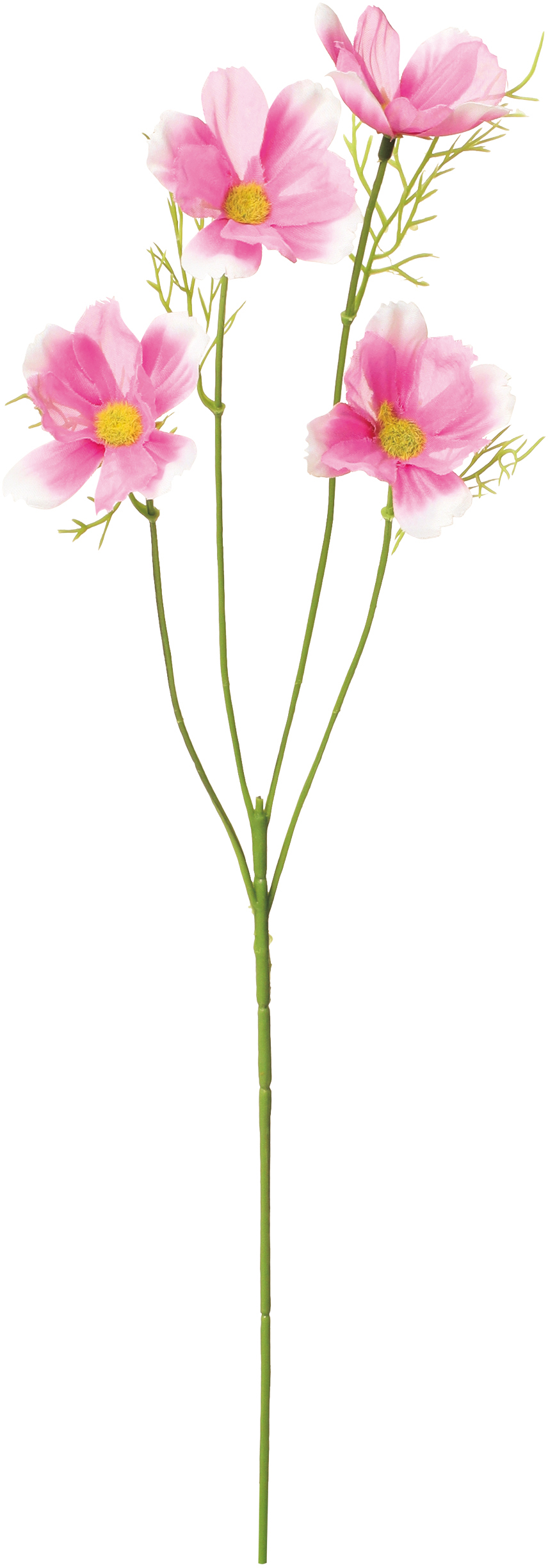 オーガンジーコスモス