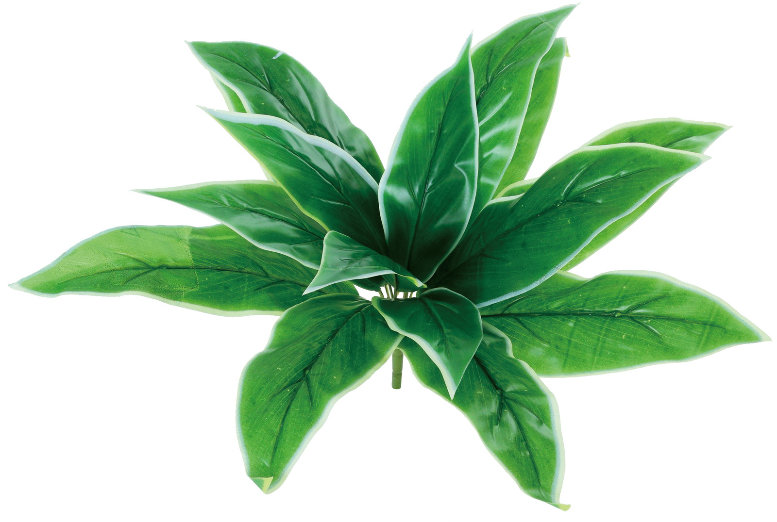 ホスタリーフブッシュ