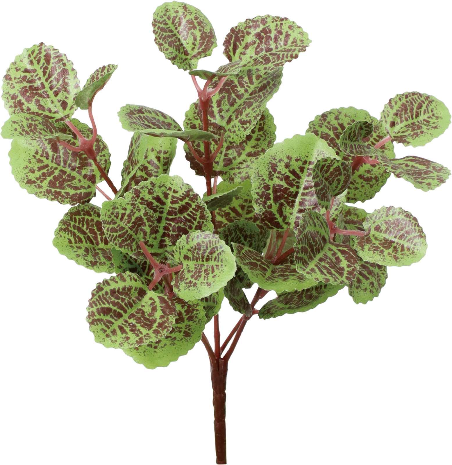 ユキノシタブッシュ