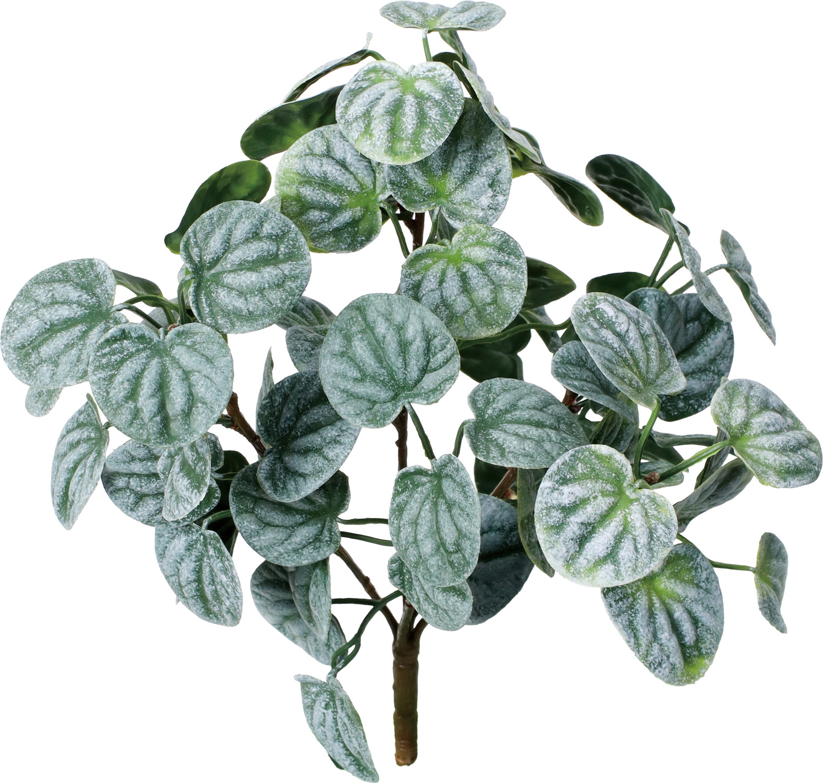 フペペロミア゙ッシュ