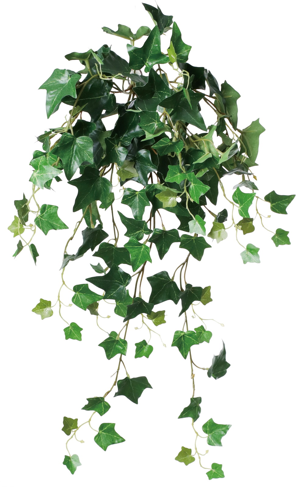 リサイクルアイビーブッシュ