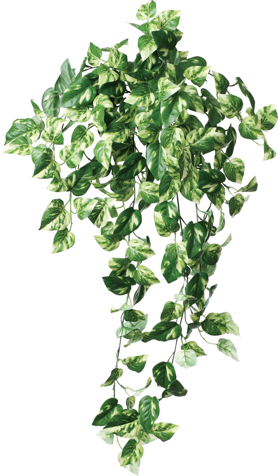 リサイクルポトスブッシュ