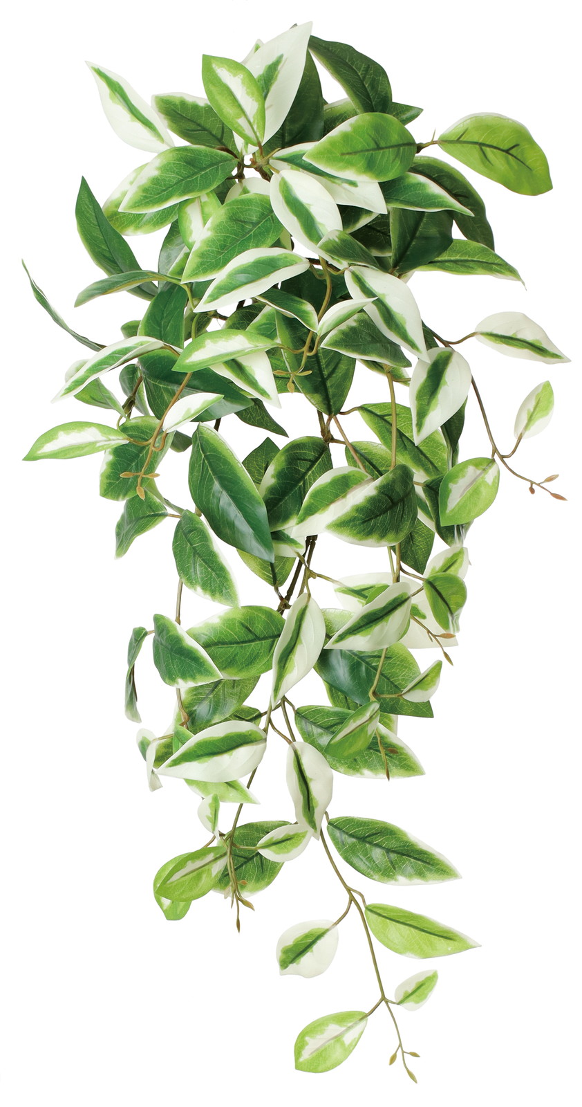 元上代¥3300 ホヤリーフハンガー