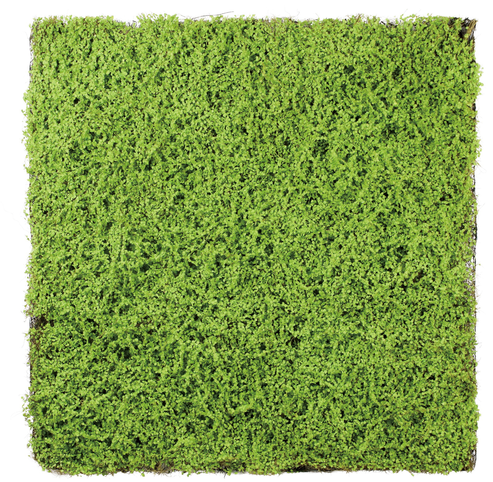 ��ذ�ϯ�100*100