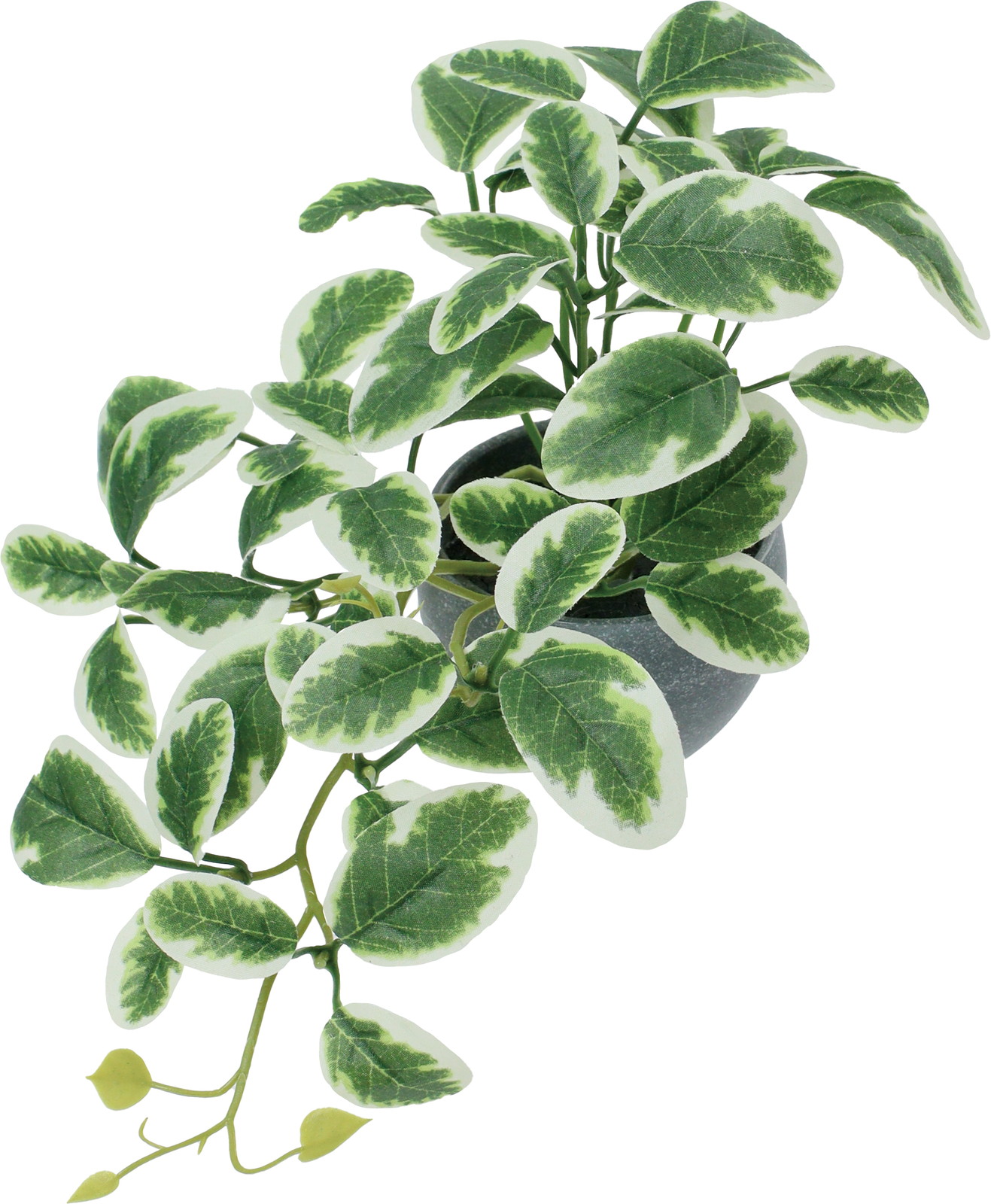 �������߯�